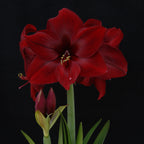 Amaryllis Red Pearl