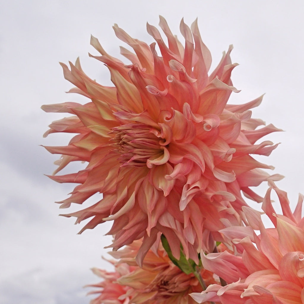 Dahlie Penhill Watermelon