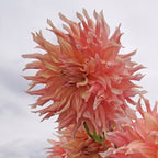 Dahlie Penhill Watermelon