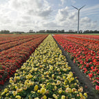 Begonie Ruffled Yellow