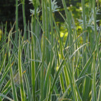 Camassia leichtlinii Sacajawea