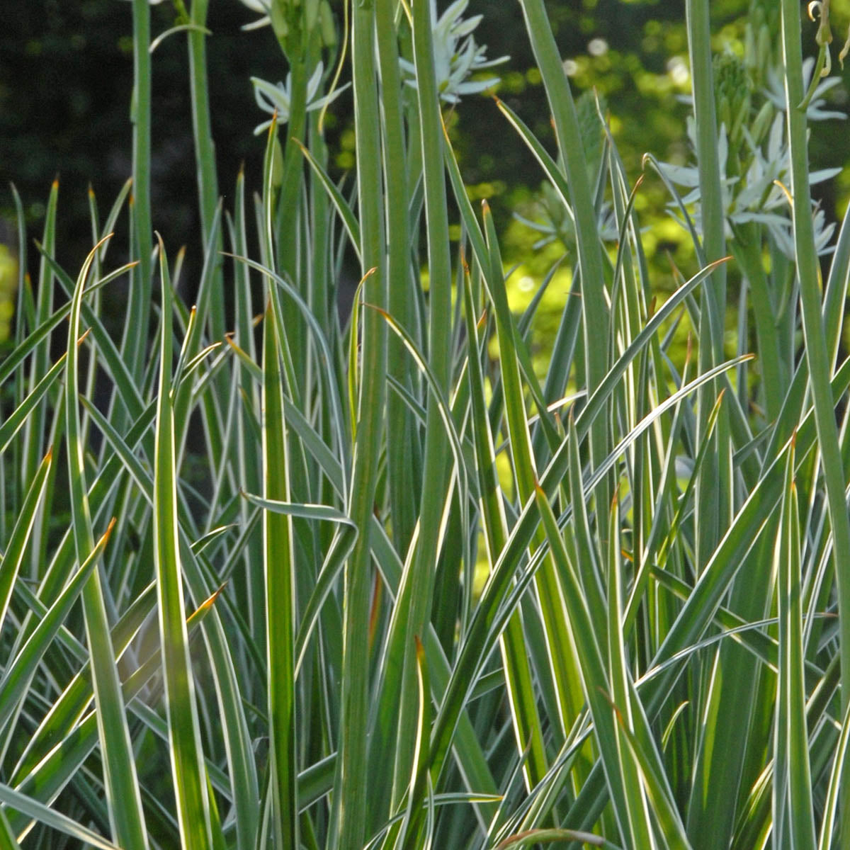 Camassia leichtlinii Sacajawea