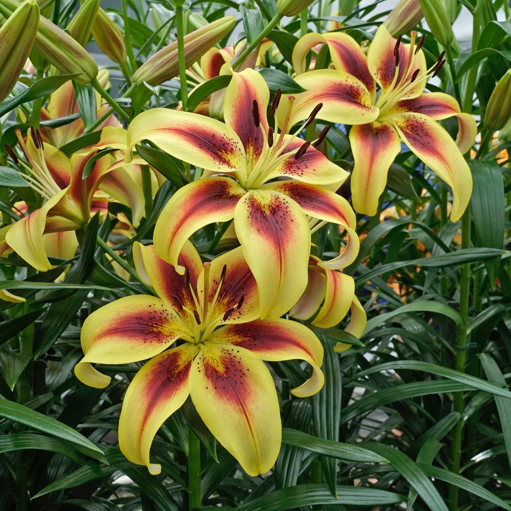 Lilium Viva la Vida (OAO)