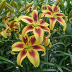 Lilium Viva la Vida (OAO)
