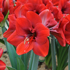 Amaryllis Ferrari