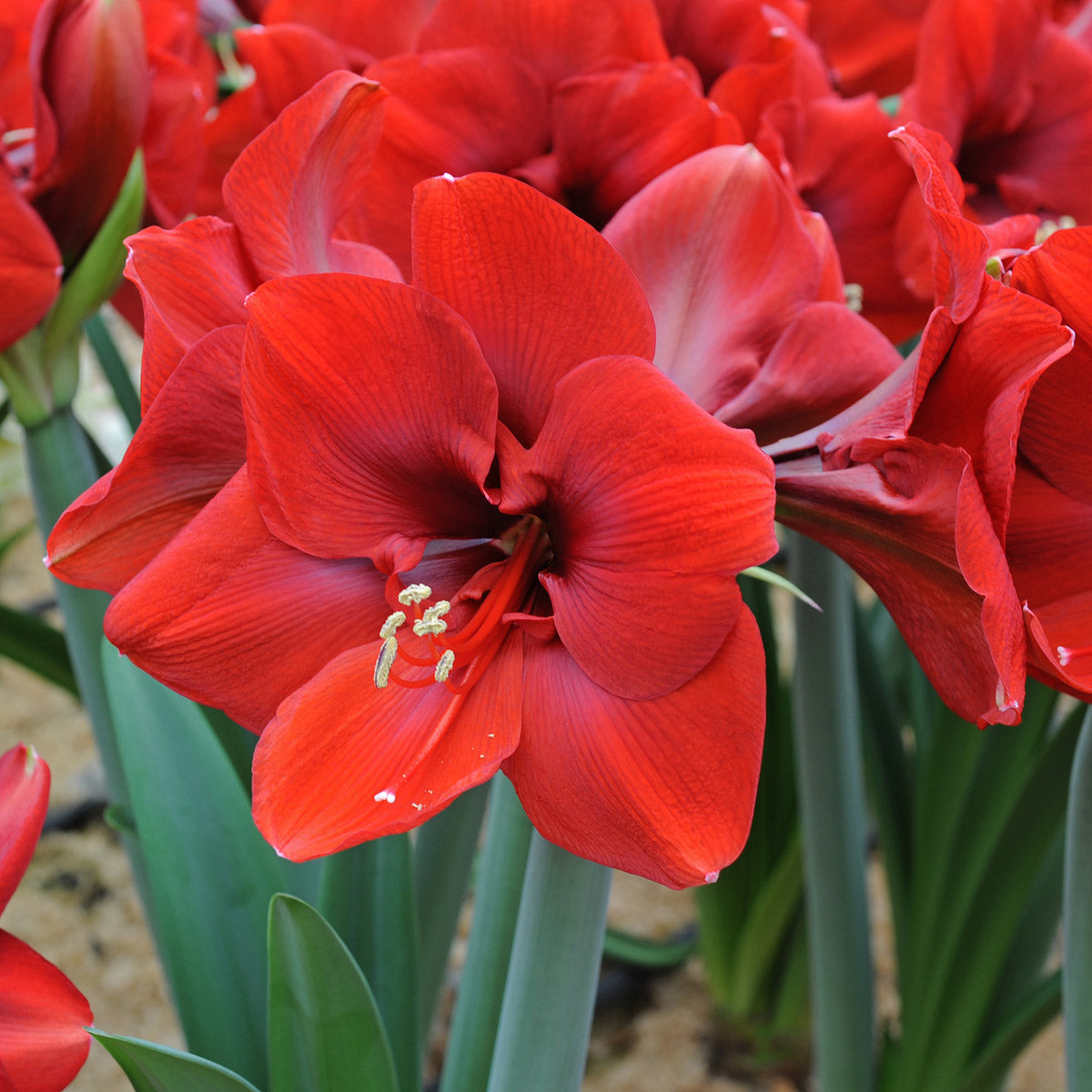 Amaryllis Ferrari