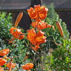 Lilium lancifolium