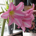 Amaryllis Estella