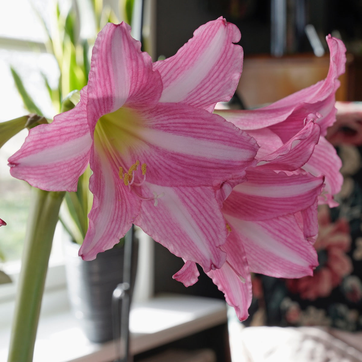Amaryllis Estella