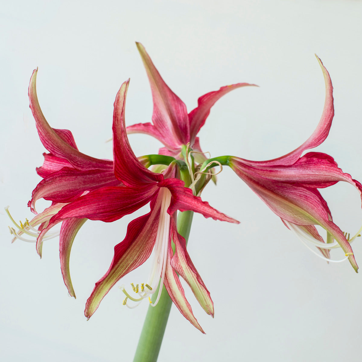 Amaryllis Quito