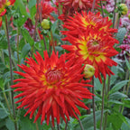 Dahlie Karma Bon Bini