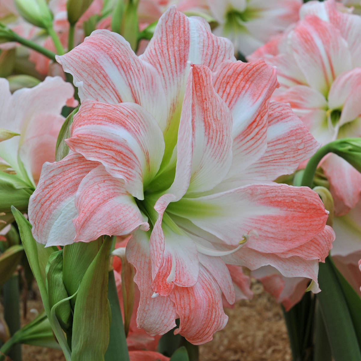 Amaryllis Giant Amadeus