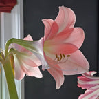 Amaryllis Rebecca