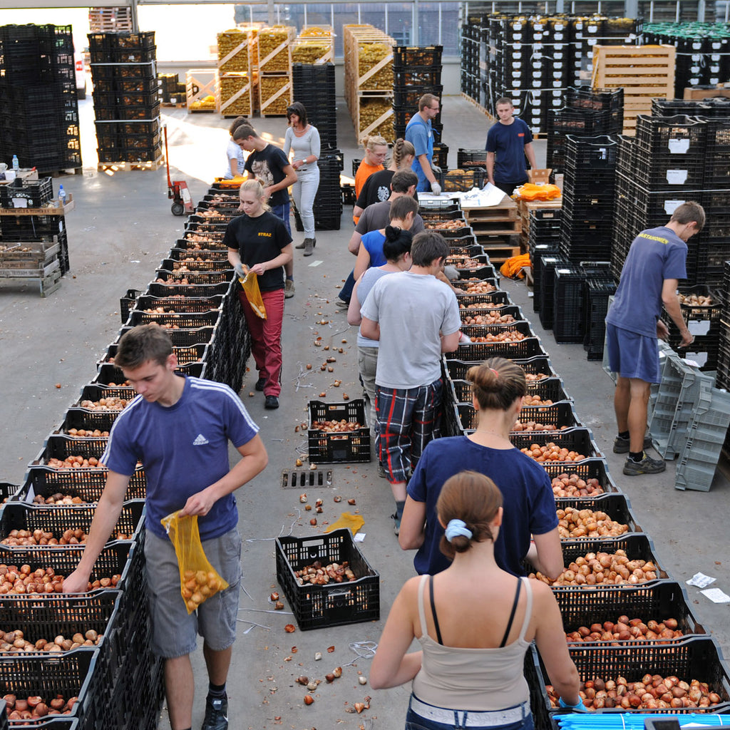 Tutti Tulpi Romantico