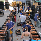 Tutti Tulpi Romantico