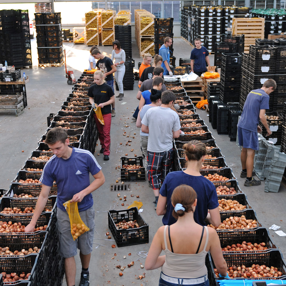 Tutti Tulpi Romantico