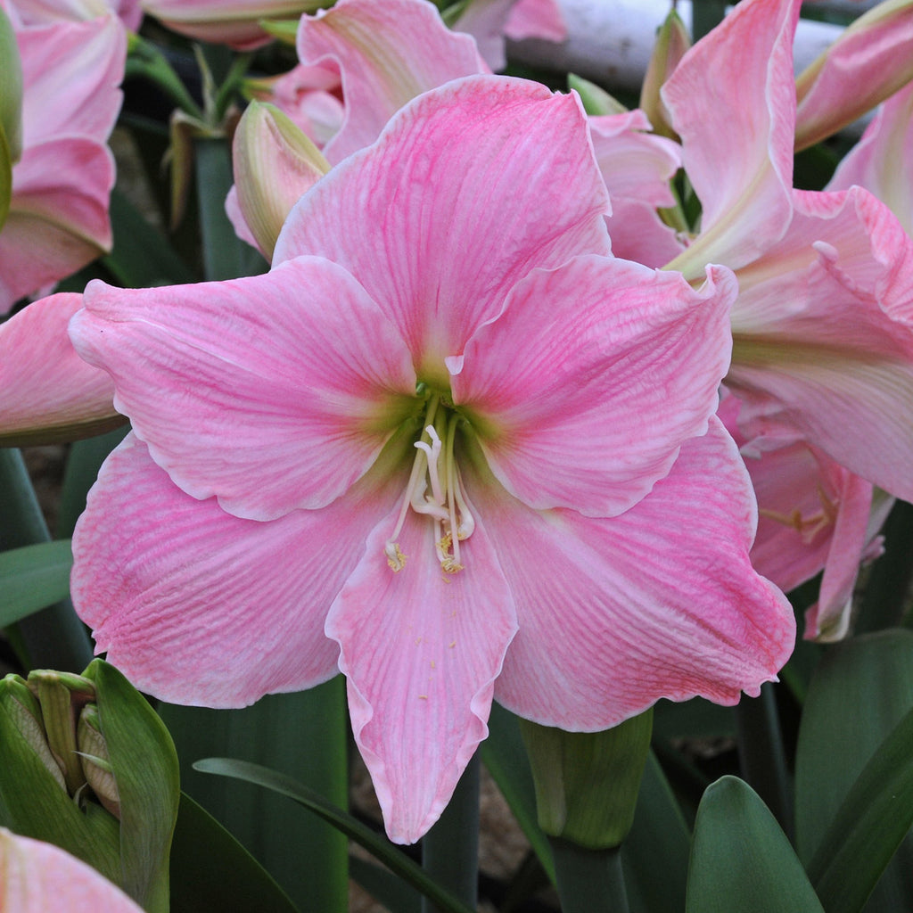 Amaryllis Sweet Star