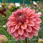 Dahlie Salmon Runner