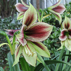 Amaryllis Papilio