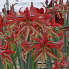 Amaryllis La Paz