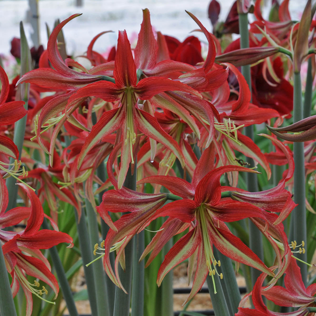 Amaryllis La Paz