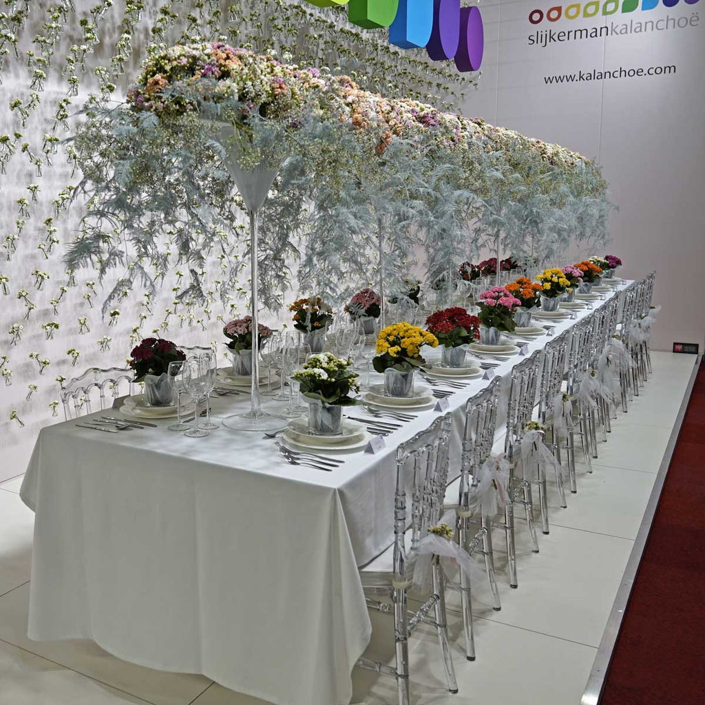 Amaryllis White Amadeus