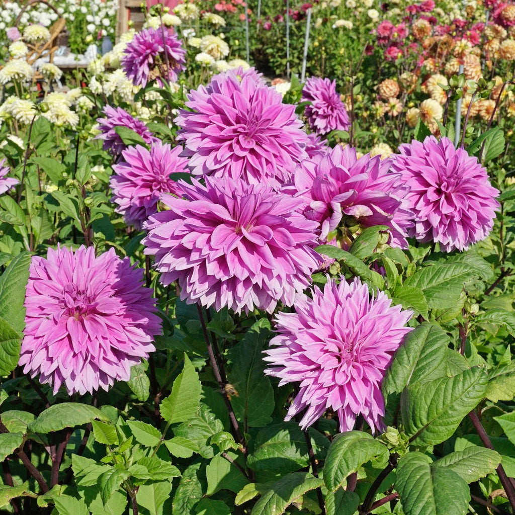 Dahlie Lilac Time