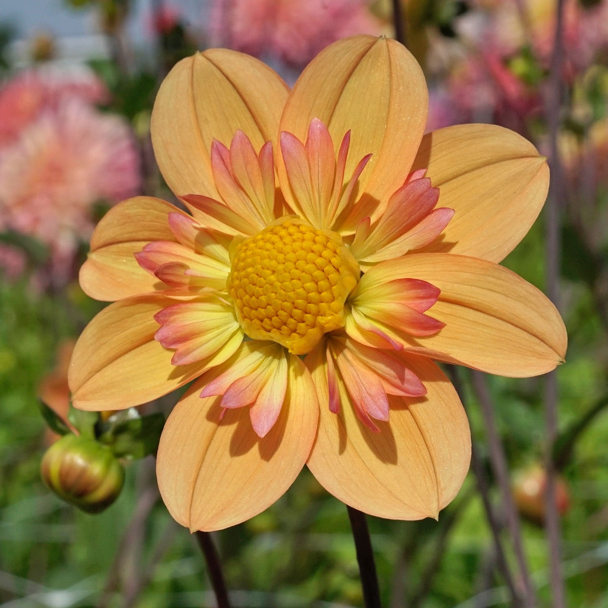 Dahlie Kelsey Annie Joy