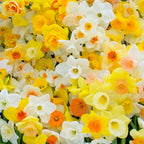 Fluwel Narzissen Mischung