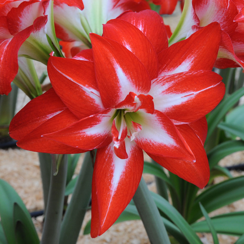 Amaryllis Splash