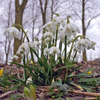 Galanthus nivalis Flore Pleno