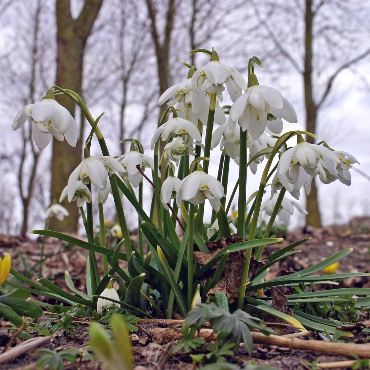 Galanthus nivalis Flore Pleno
