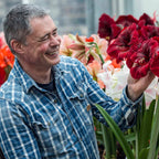 Amaryllis Grand Diva