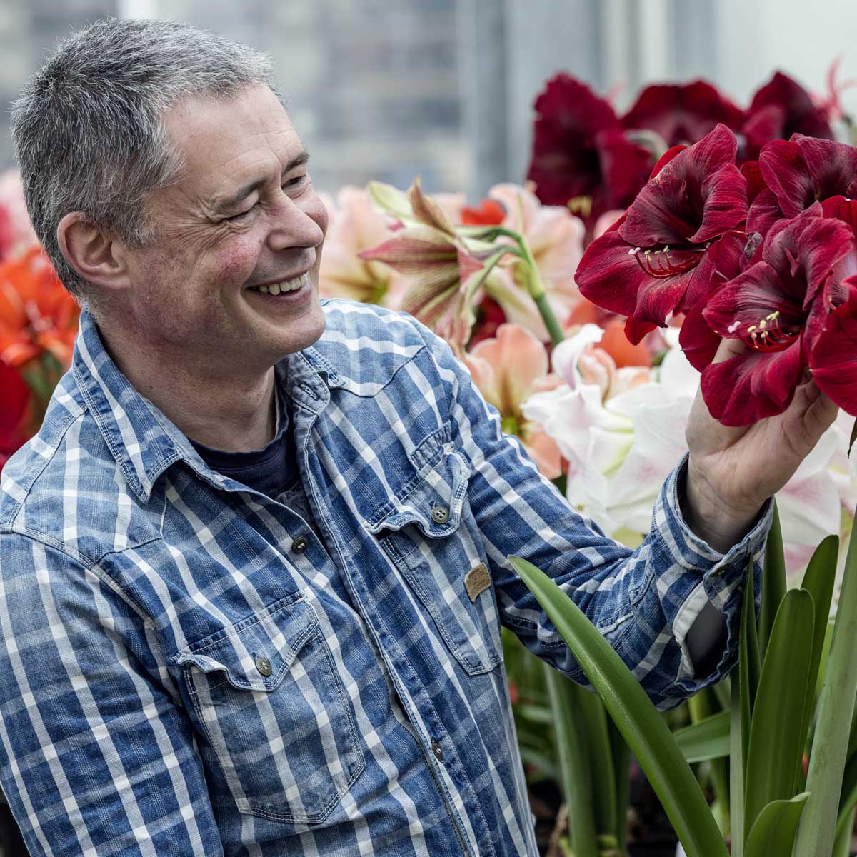 Amaryllis Grand Diva