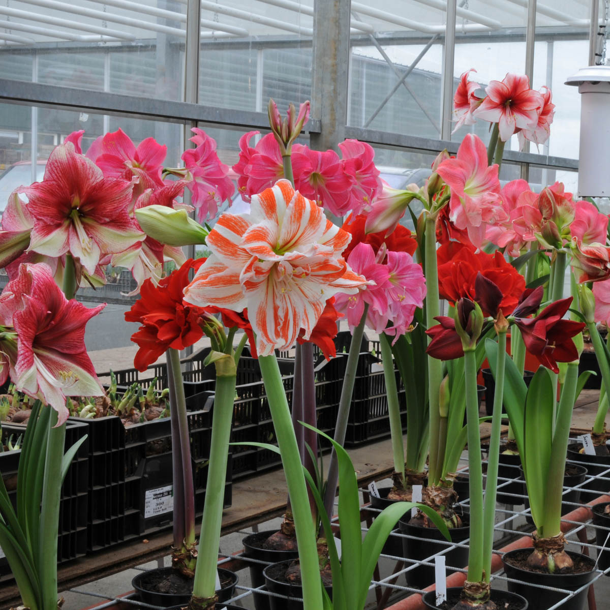 Amaryllis-Kränzchen