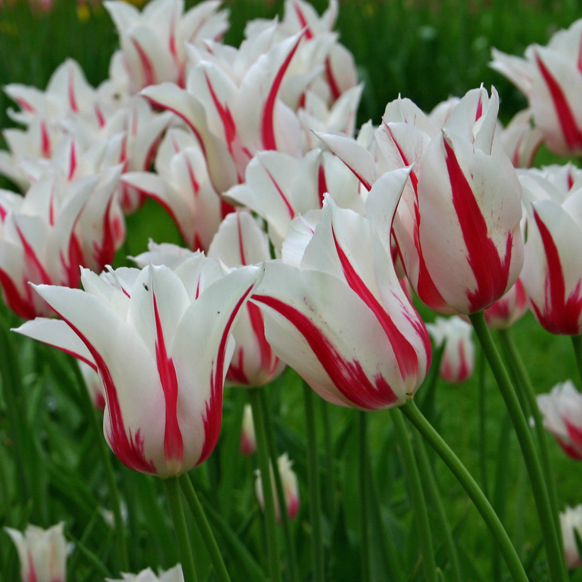Tulipa Marilyn