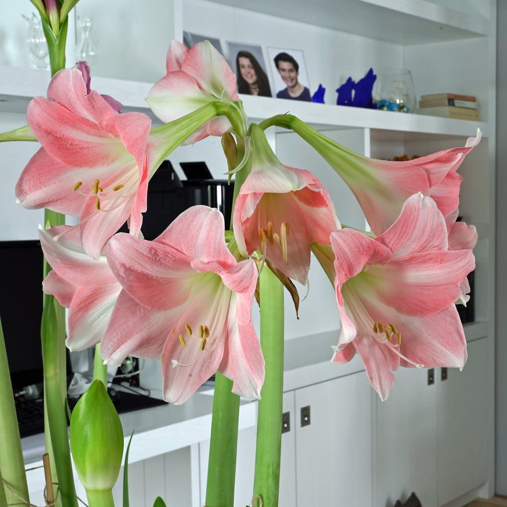 Amaryllis Rebecca