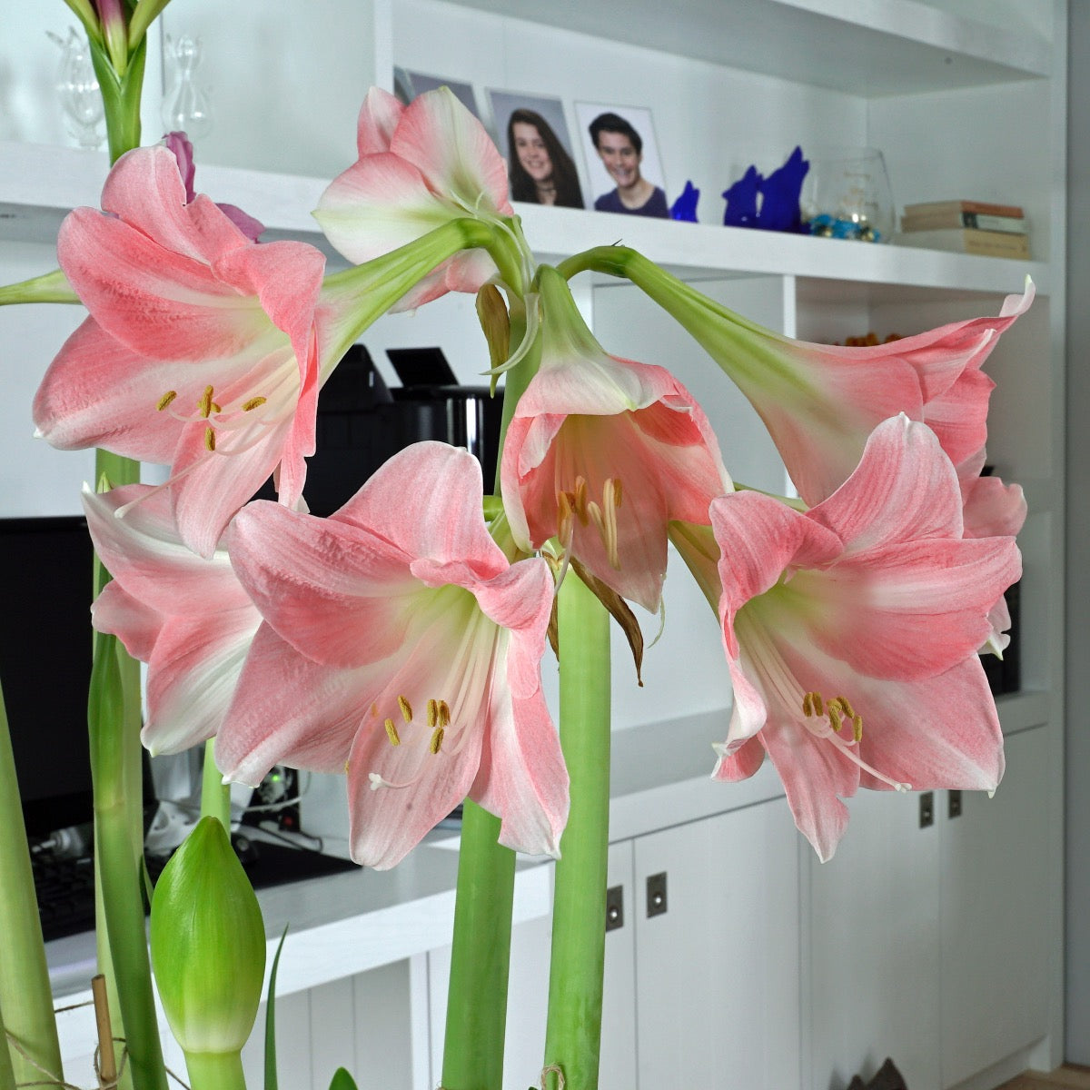 Amaryllis Rebecca