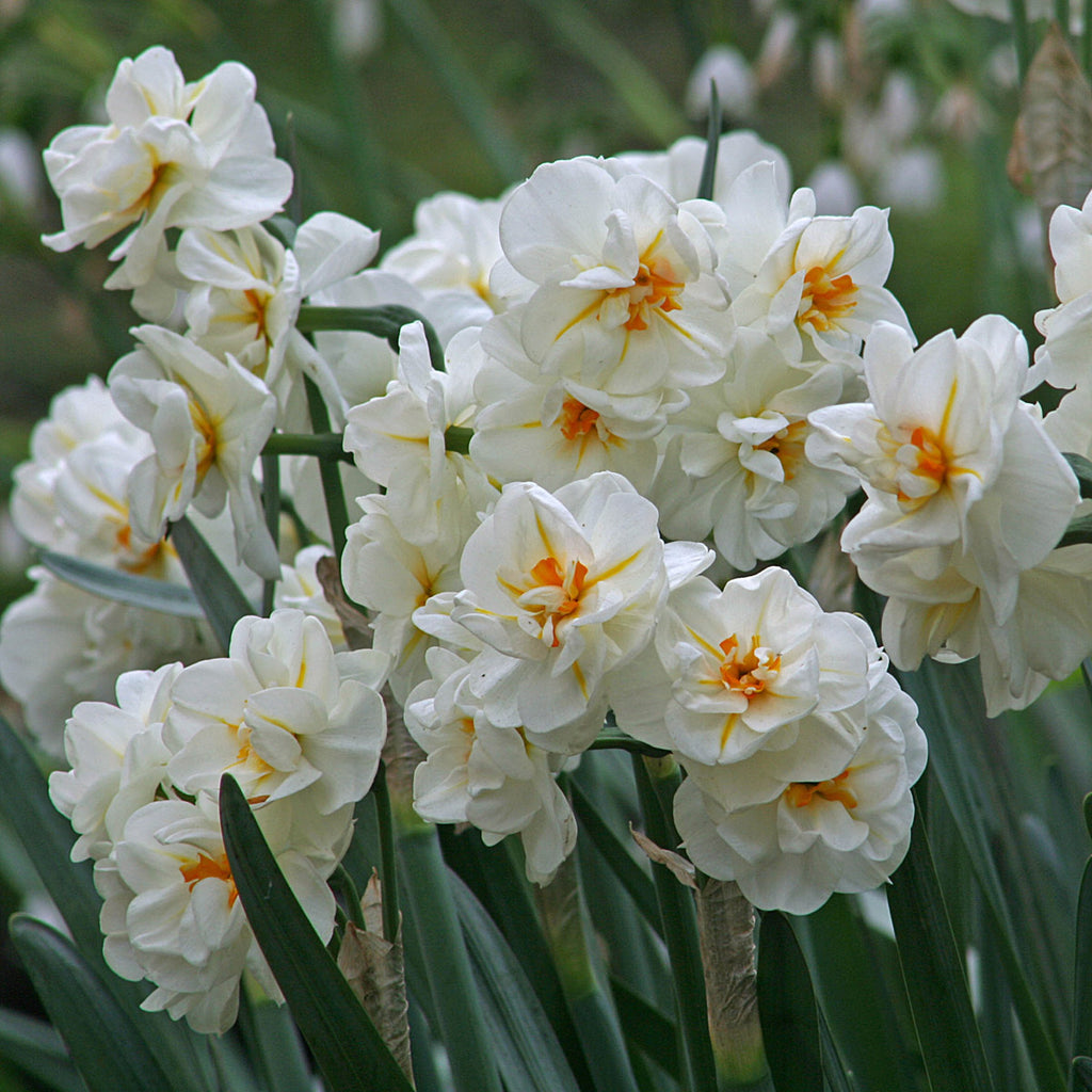 Narcissus Sir Winston Churchill