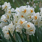 Narcissus Sir Winston Churchill
