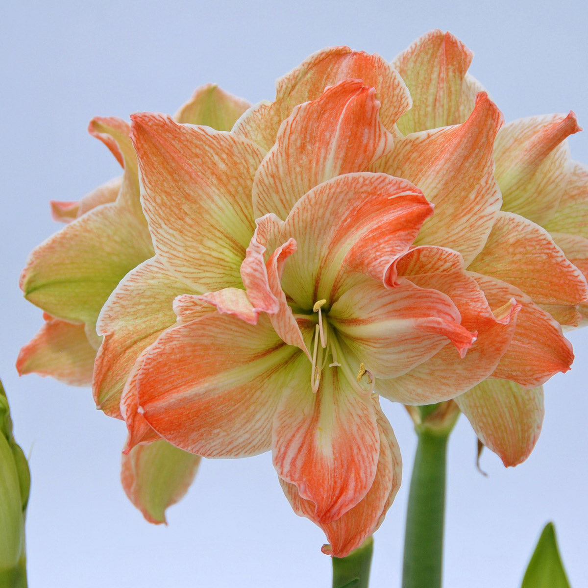 Amaryllis Exotic Nymph