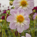 Dahlie Teesbrook Audrey