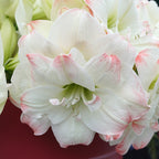 Amaryllis Candy Amadeus
