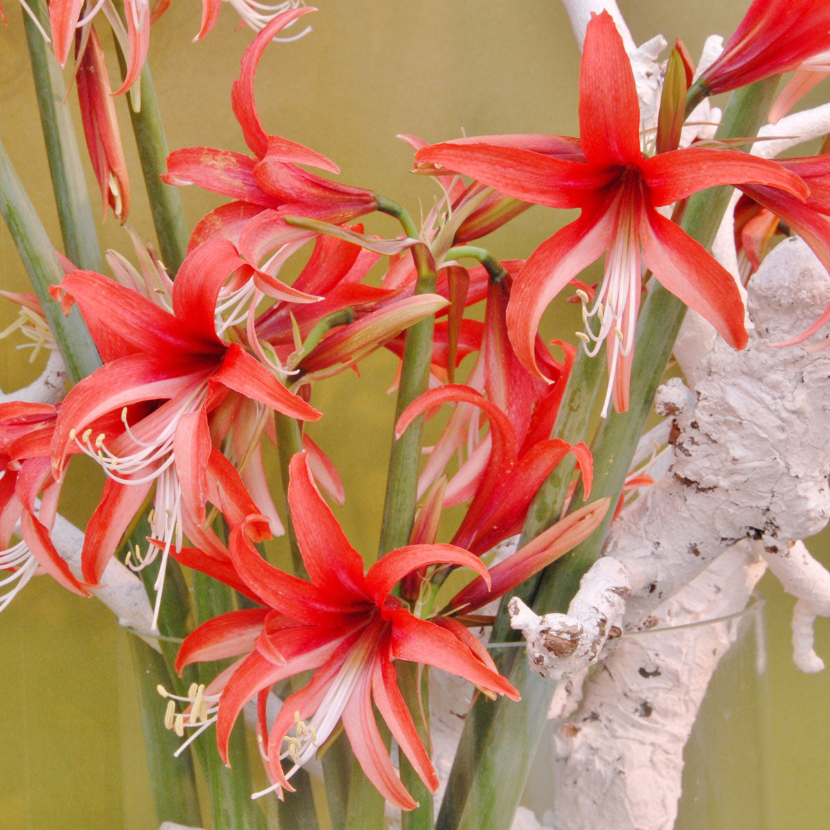 Amaryllis Rosado