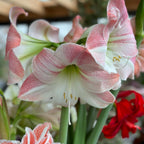Amaryllis Apple Blossom